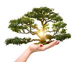 tree_of_life.jpg image by CNMSixty21